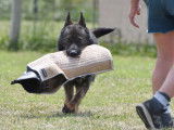 German Shepherd Schutzhund Club of Canada (GSSCC)