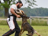 German Shepherd Schutzhund Club of Canada (GSSCC)