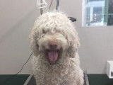 Un Lagotto avant la coupe