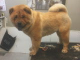 Un beau Chowchow après la coupe
