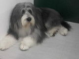 Un Bearded Collie qui attend son tour
