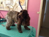 Domi Dog