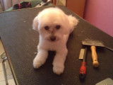 Domi Dog