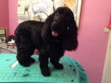 Domi Dog
