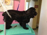 Domi Dog