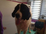 Domi Dog