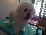 Domi Dog