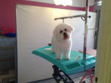 Domi Dog