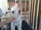 Domi Dog