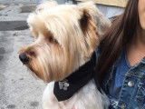 Domi Dog