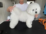 Chic and Dog