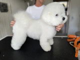 Chic and Dog