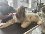 Chic and Dog