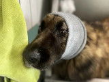 Chic and Dog