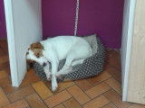 L'Espace Canin