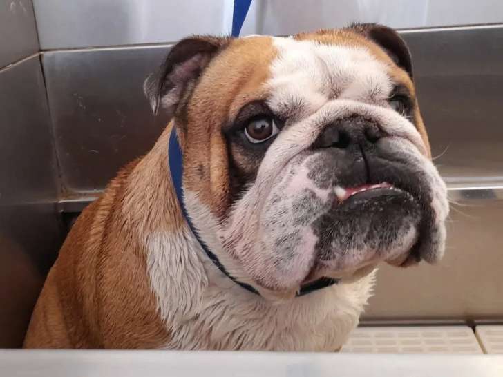Pour toi mon chien