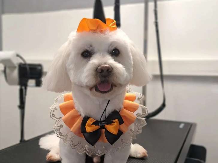 Au Chien Coquet
