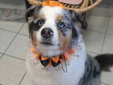 Au Chien Coquet