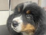 Au Chien Coquet