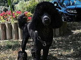 Au Chien Coquet