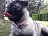 Au Chien Coquet
