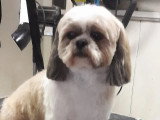 Au Chien Coquet