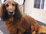 Au Chien Coquet
