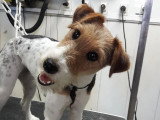 Au Chien Coquet