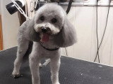 Au Chien Coquet
