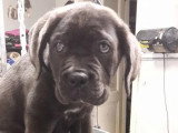 Au Chien Coquet