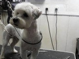 Au Chien Coquet