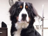 Au Chien Coquet