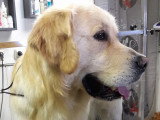 Au Chien Coquet