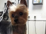 Au Chien Coquet