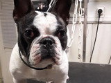 Au Chien Coquet