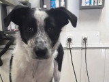 Au Chien Coquet