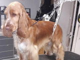 Au Chien Coquet