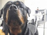 Au Chien Coquet
