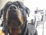 Au Chien Coquet