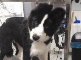 Au Chien Coquet
