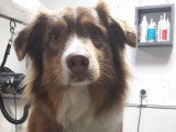 Au Chien Coquet