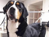 Au Chien Coquet