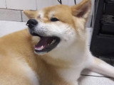 Au Chien Coquet