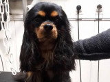 Au Chien Coquet