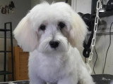 Au Chien Coquet