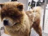 Au Chien Coquet