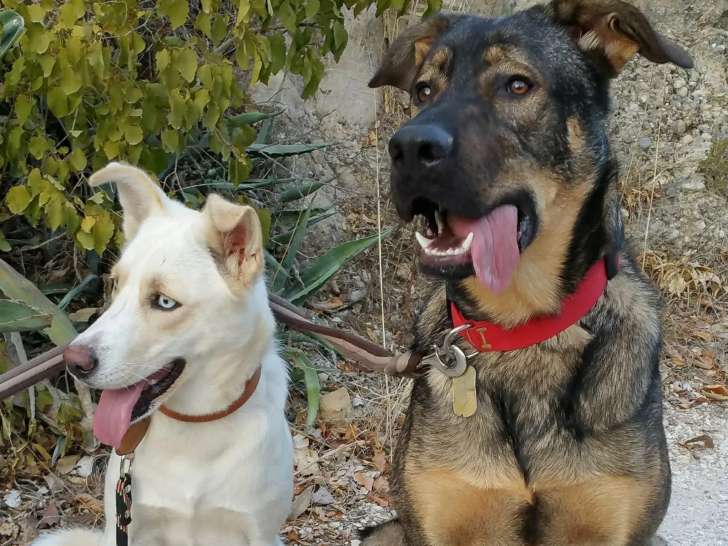 Tout Pour Votre 4 Pattes