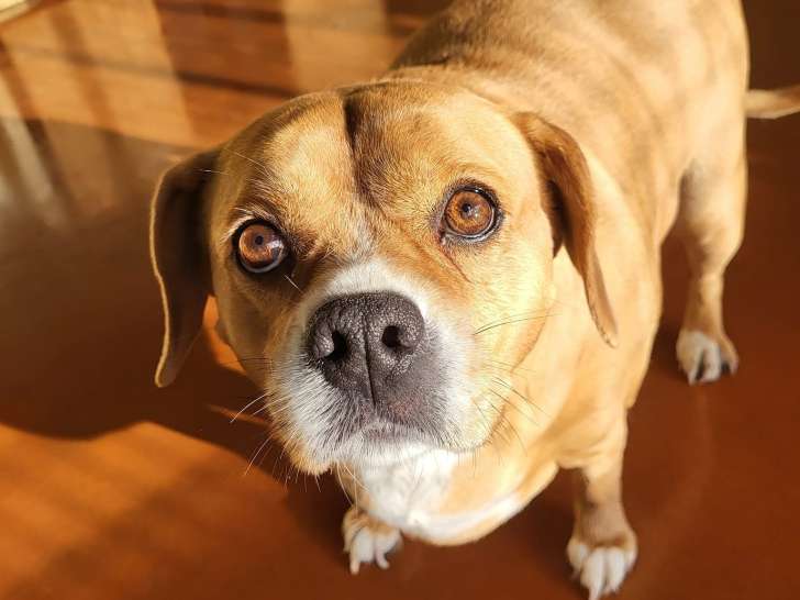 Colo' Canine De La Chênairée