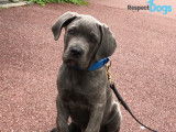 RespectDogs