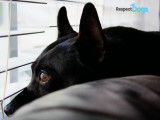 RespectDogs